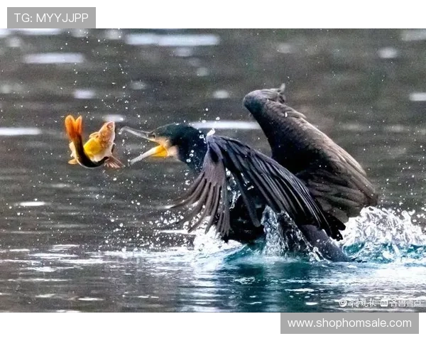 PA捕鱼赛事精彩纷呈，加入我们共同享受全民捕鱼竞技的无限激情